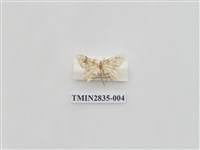 藏品(尺蛾535)的圖片